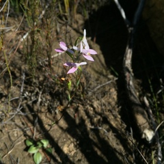 Disa obliqua