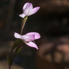 Disa obliqua