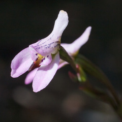 Disa obliqua
