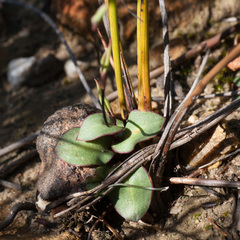 Disa obliqua