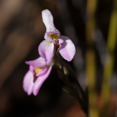 Disa obliqua