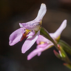 Disa obliqua