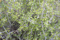 Forestiera angustifolia