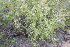 Forestiera angustifolia