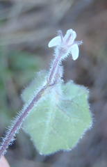 Lobelia ardisiandroides