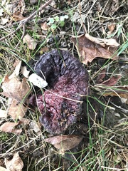 Hydnellum concrescens