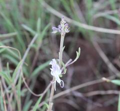 Ocimum angustifolium
