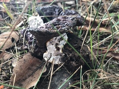 Hydnellum concrescens