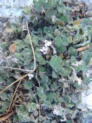 Lobelia ardisiandroides