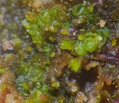 Endogemma caespiticia