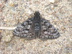 Erynnis martialis