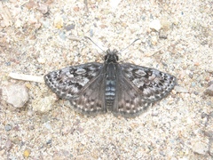 Erynnis martialis