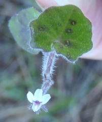 Lobelia ardisiandroides