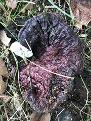 Hydnellum concrescens