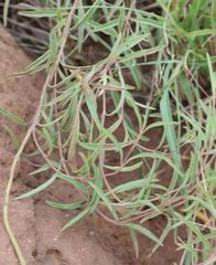 Ocimum angustifolium