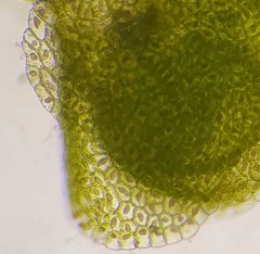 Endogemma caespiticia