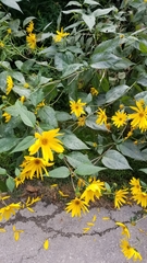 Helianthus tuberosus
