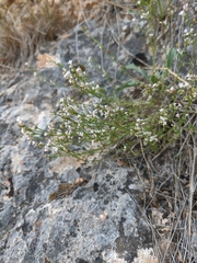 Asperula tenella