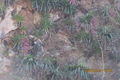Tillandsia australis