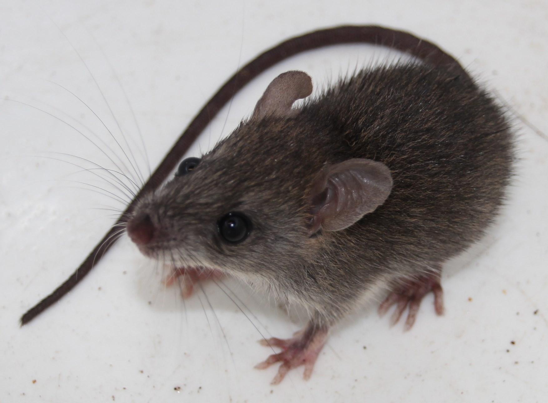 Мыши николаев. Домовая мышь. Домовая мышь маленькая. Mus musculus домовая мышь. Лабораторная мышь (mus musculus).