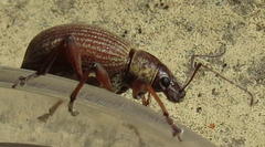 Sciobius