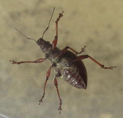 Sciobius