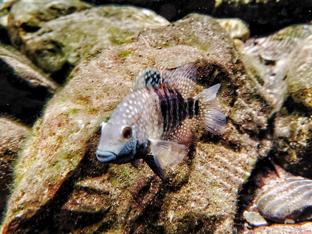 Lowland Cichlid