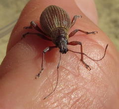 Sciobius