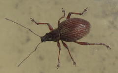 Sciobius