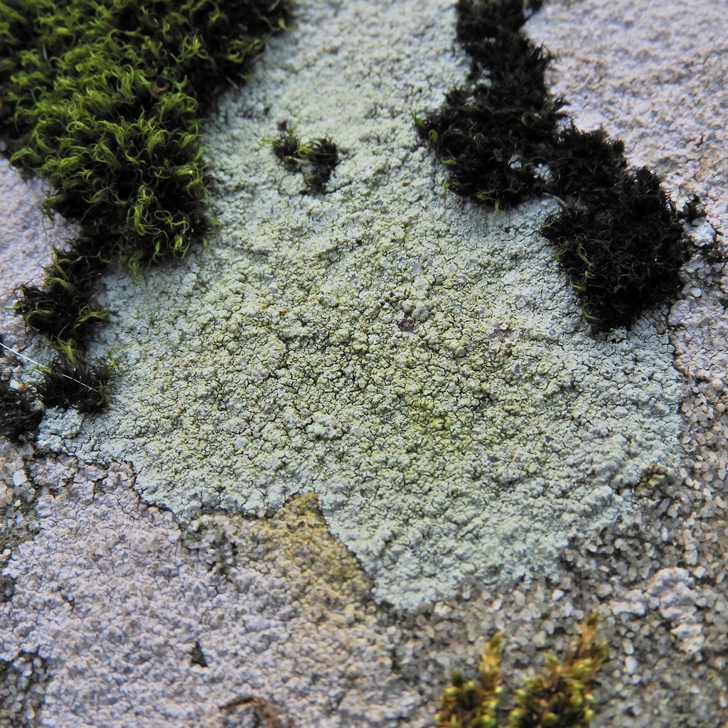 Herteliana