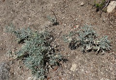 Lupinus padre-crowleyi