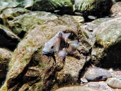 Herichthys carpintis