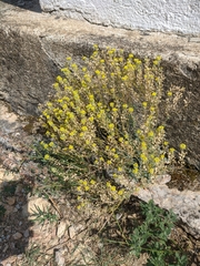 Alyssum trichostachyum