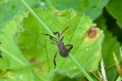 Elasmopoda valga