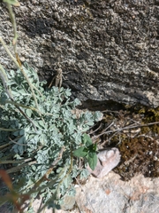 Alyssum trichostachyum