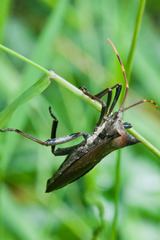 Elasmopoda valga