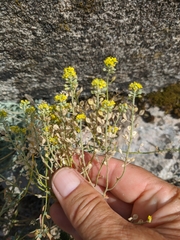 Alyssum trichostachyum