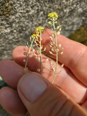 Alyssum trichostachyum