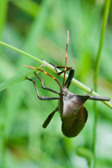 Elasmopoda valga