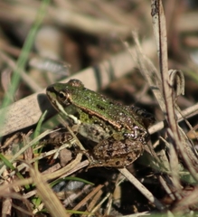 Pelophylax lessonae