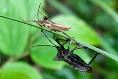 Elasmopoda valga