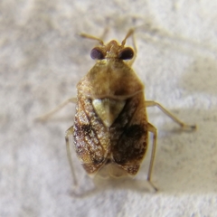 Derophthalma