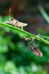 Elasmopoda valga