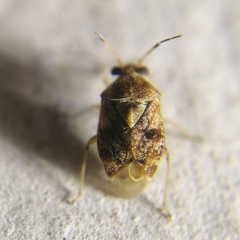 Derophthalma