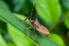 Elasmopoda valga