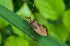 Elasmopoda valga