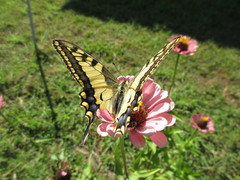 Papilio machaon