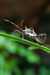 Elasmopoda valga
