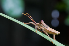 Elasmopoda valga
