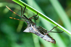 Elasmopoda valga